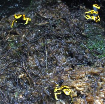 bumble-bee dart frog