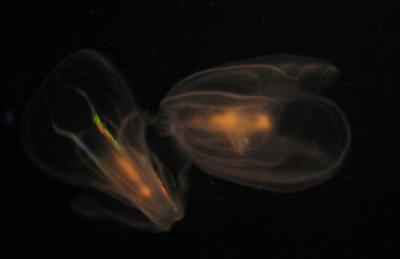 comb jelly