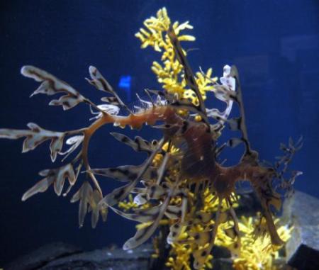 leafy seadragon