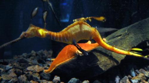 weedy seadragon