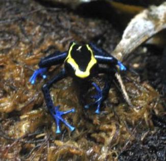 yellow head dart frog